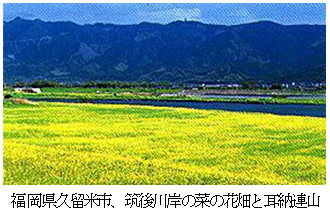 福岡県久留米市、筑後川岸の菜の花畑と耳納連山